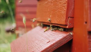 Stock Video Bees Producing Honey In A Beekeeping Field Live Wallpaper For PC