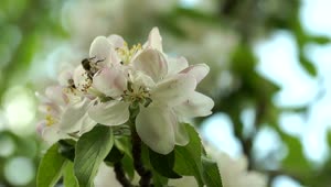 Stock Video Bees Pollinating White Spring Flowers Live Wallpaper For PC