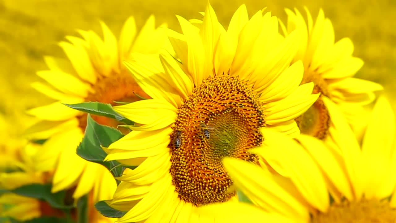 Download Stock Video Bees Flying Over A Sunflower Live Wallpaper For PC