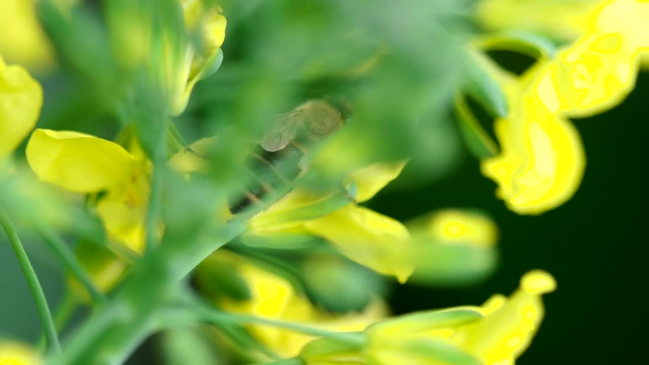 Download Stock Video Bee Working On Yellow Flowers Live Wallpaper For PC