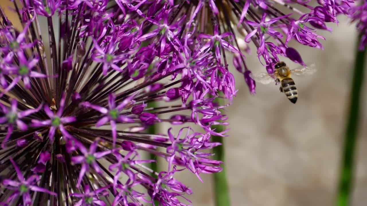 Download Stock Video Bee Working On A Purple Flower Live Wallpaper For PC