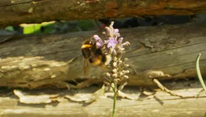 Stock Video Bee Taking Nectar From A Lavender Plant Live Wallpaper For PC
