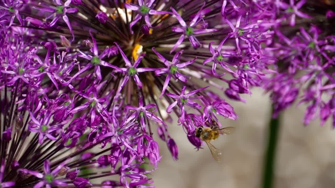 Download Stock Video Bee Standing On A Purple Flower Live Wallpaper For PC