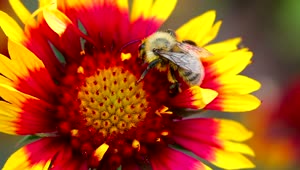 Stock Video Bee On A Red Flower Live Wallpaper For PC
