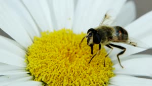 Stock Video Bee On A Daisy Macro Close Up Live Wallpaper For PC