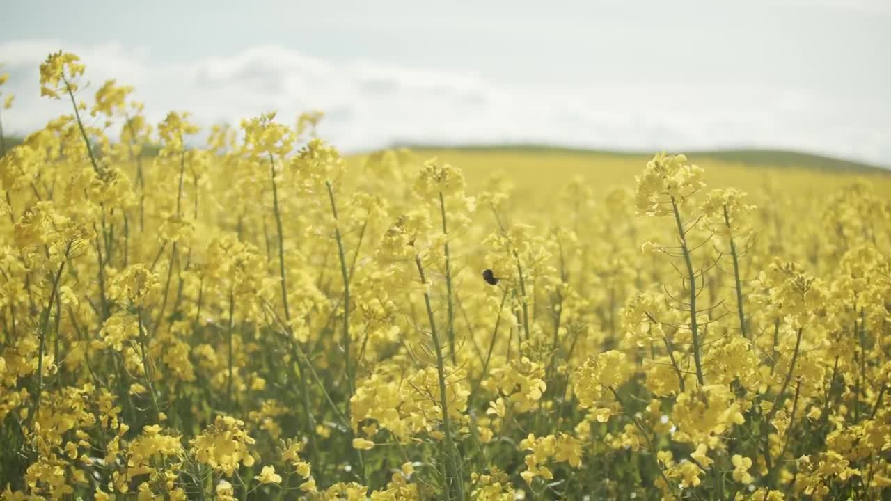 Download Stock Video Bee Moving Between Crops Live Wallpaper For PC