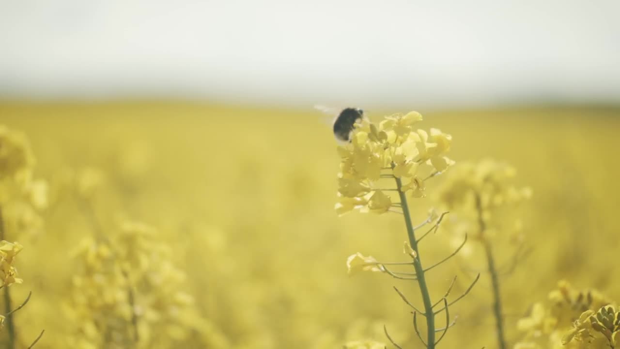 Download Stock Video Bee Landing On Crops Live Wallpaper For PC