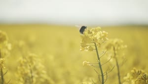 Stock Video Bee Landing On Crops Live Wallpaper For PC