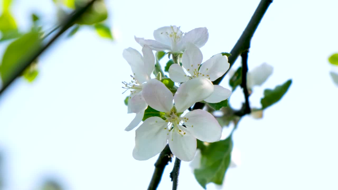 Download Stock Video Bee Landing On A White Flower Live Wallpaper For PC