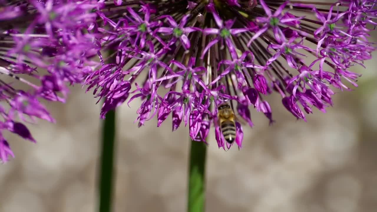 Download Stock Video Bee Flying With Flowers Live Wallpaper For PC