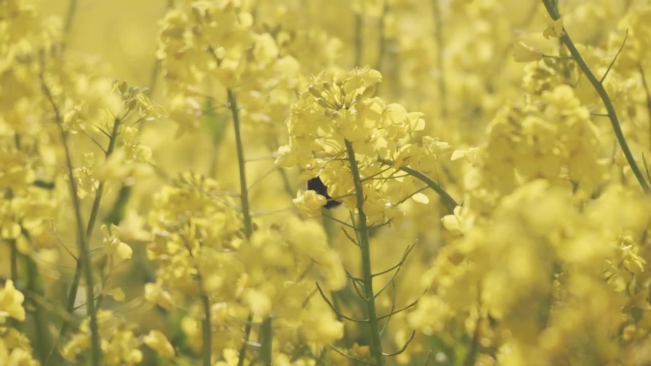 Download Stock Video Bee Flying From Flower To Flower Live Wallpaper For PC