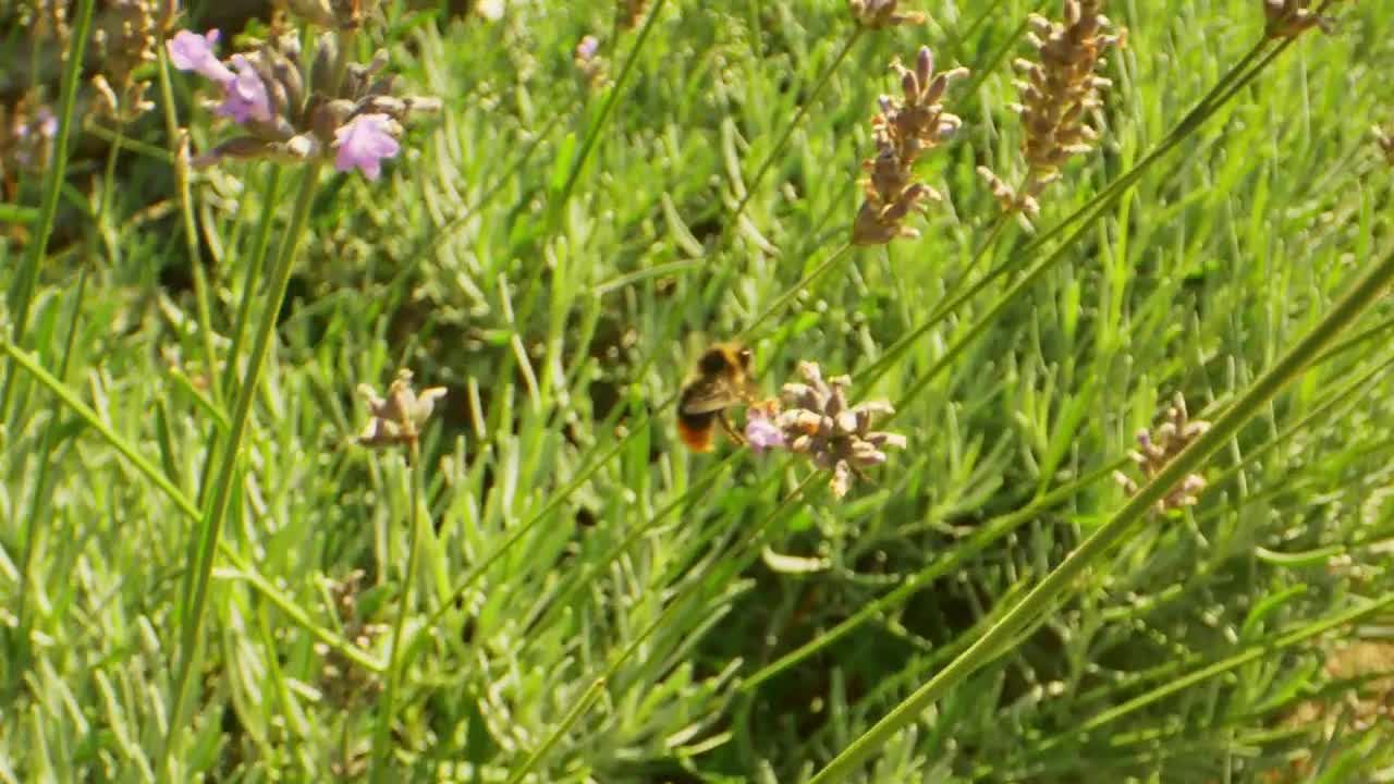 Download Stock Video Bee Flying Around Flowers Live Wallpaper For PC