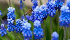 Stock Video Bee Flying Around Blue Flowers Live Wallpaper For PC