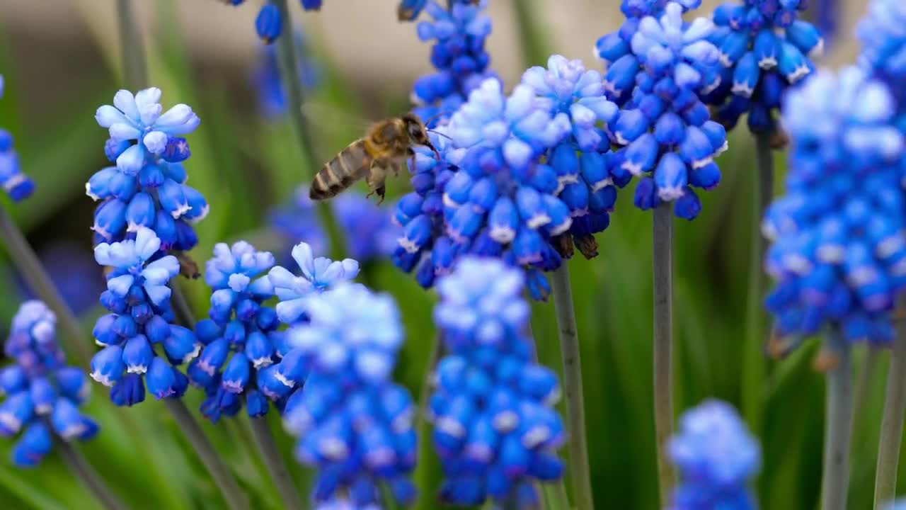Download Stock Video Bee Flying Around Blue Flowers Live Wallpaper For PC