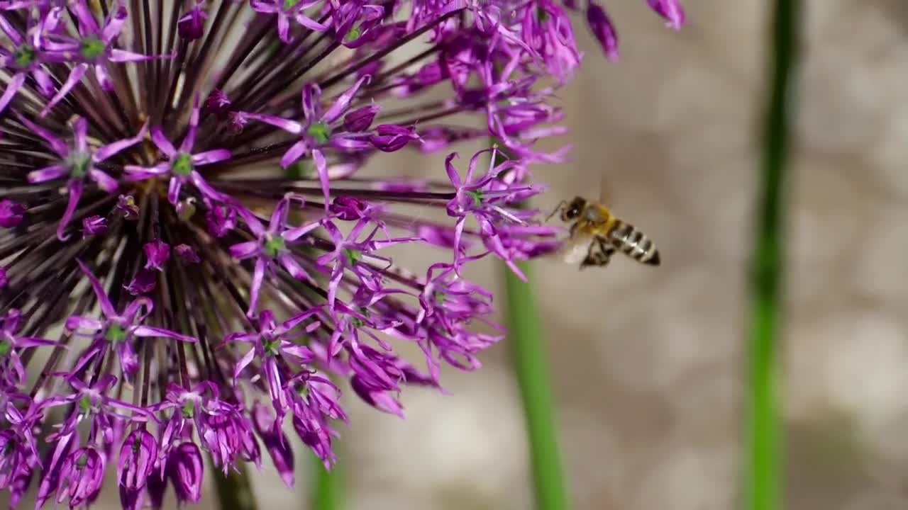 Download Stock Video Bee Flying Around A Purple Flower Live Wallpaper For PC