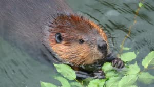 Stock Video Beaver Eating On The Water Live Wallpaper For PC
