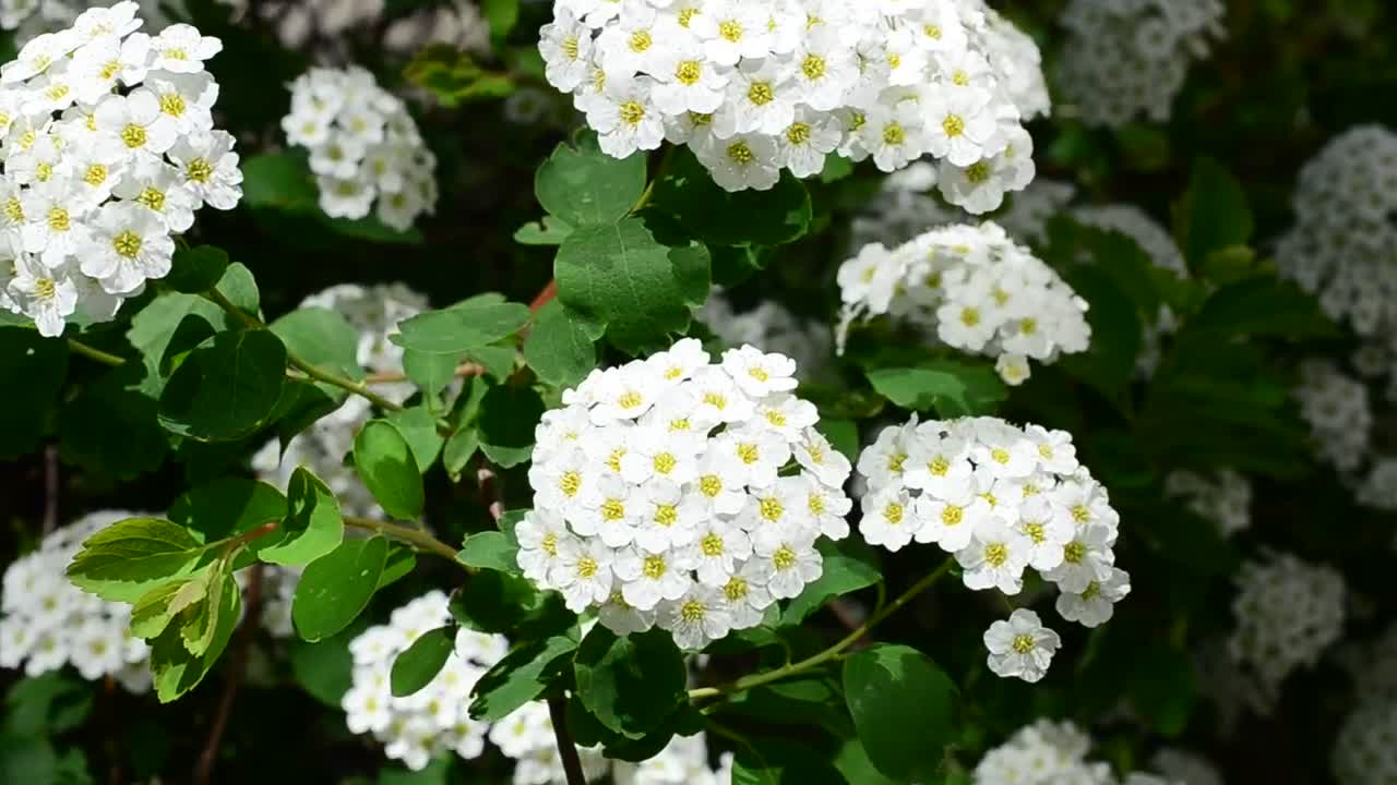 Download Stock Video Beautiful White Plants Growing In The Sun Live Wallpaper For PC