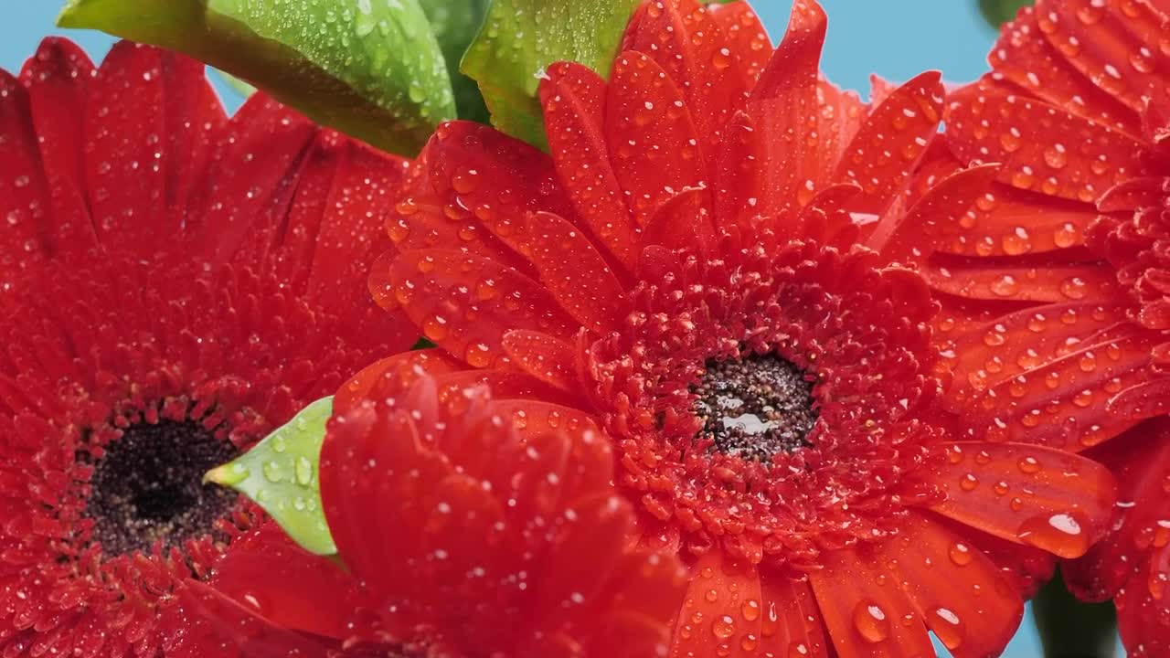 Download Stock Video Beautiful Wet Flowers In A Macro Shot Live Wallpaper For PC