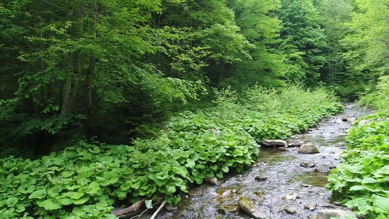Download Stock Video Beautiful River In A Green Forest Slow Motion Live Wallpaper For PC