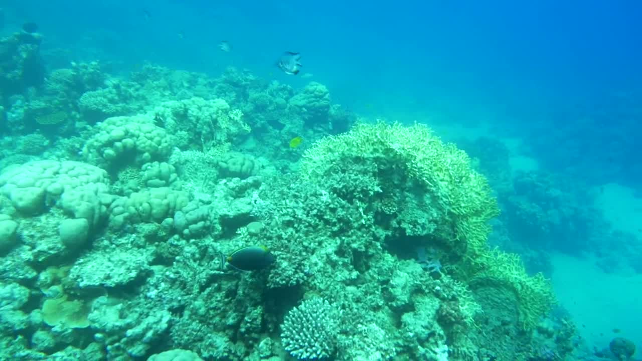 Download Stock Video Beautiful Reef Full Of Life Live Wallpaper For PC