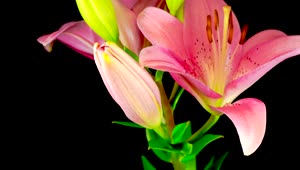 Stock Video Beautiful Pink Lily Flower Opening Live Wallpaper For PC