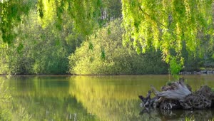 Stock Video Beautiful Lake In A Quiet Park Live Wallpaper For PC