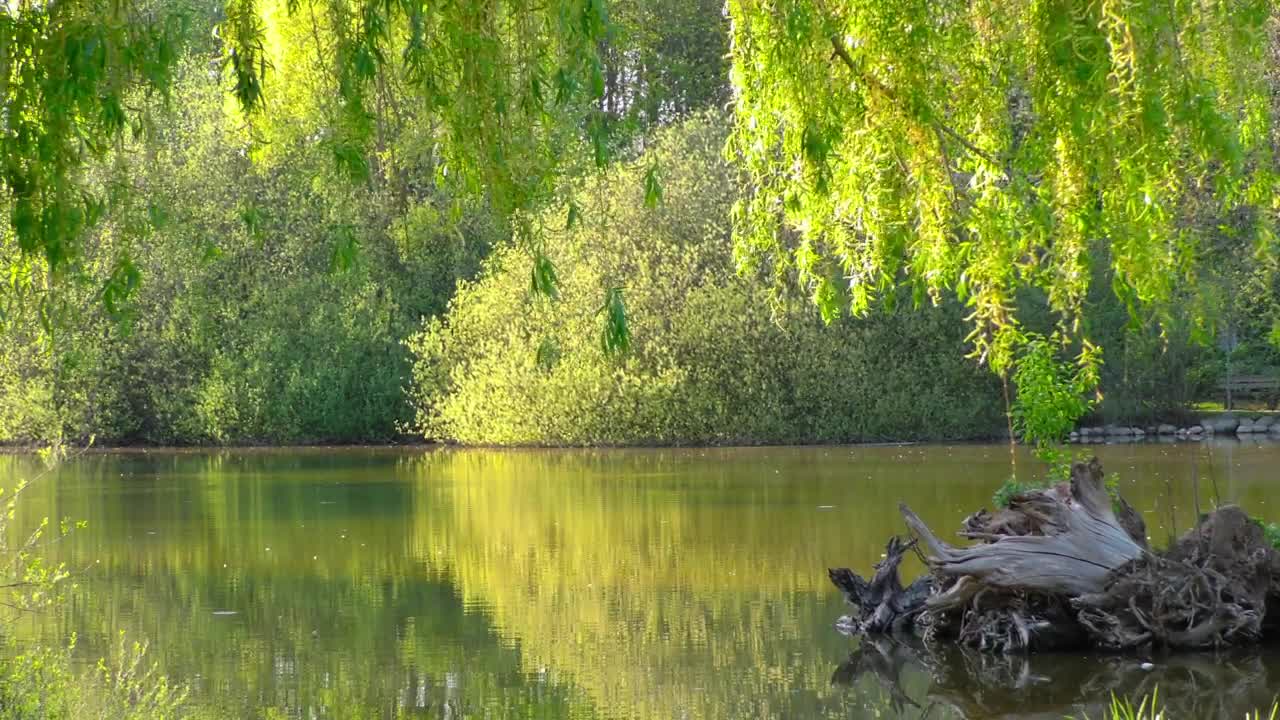 Download Stock Video Beautiful Lake In A Quiet Park Live Wallpaper For PC