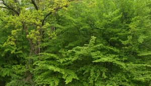Stock Video Beautiful Green Trees Live Wallpaper For PC