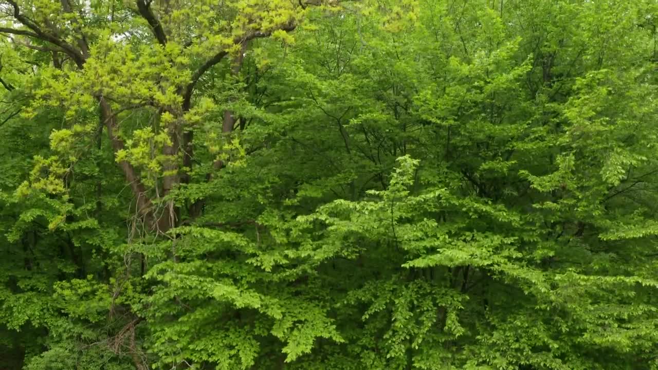 Download Stock Video Beautiful Green Trees Live Wallpaper For PC