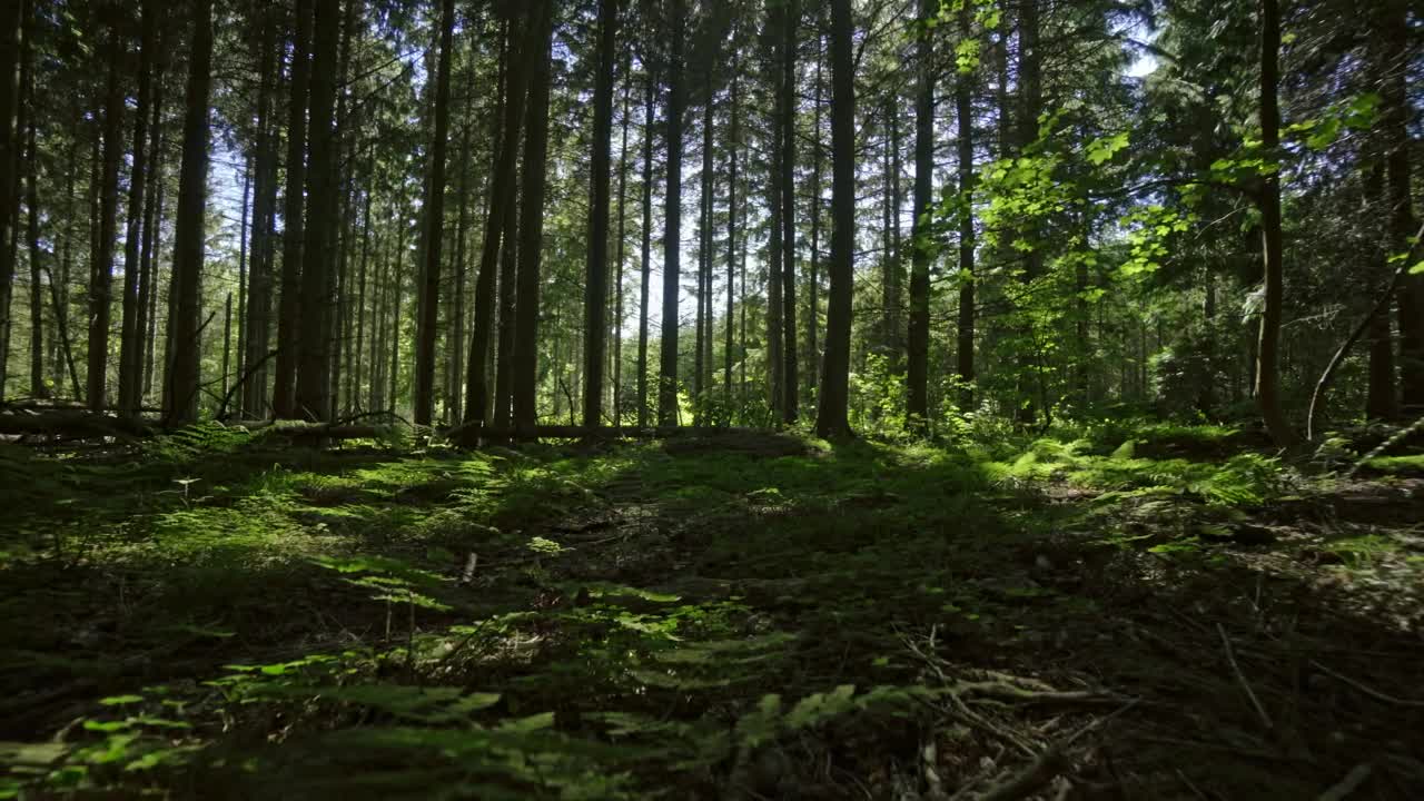 Download Stock Video Beautiful Green Forest Live Wallpaper For PC