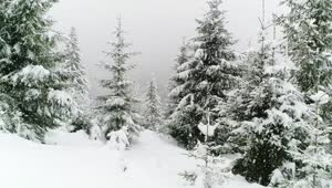 Stock Video Beautiful Forest In Winter While Snowing Live Wallpaper For PC