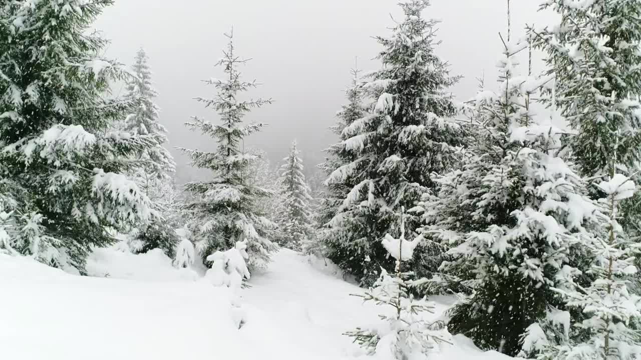 Download Stock Video Beautiful Forest In Winter While Snowing Live Wallpaper For PC