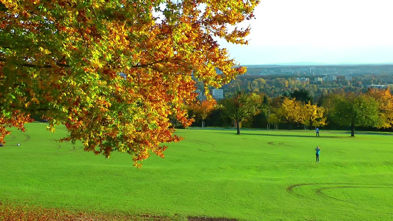 Download Stock Video Beautiful Field In A Park In Autumn Live Wallpaper For PC