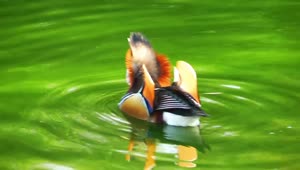 Stock Video Beautiful Duck Resting On A Lake Live Wallpaper For PC