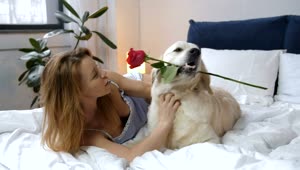 Stock Video Beautiful Dog And His Rose Live Wallpaper For PC