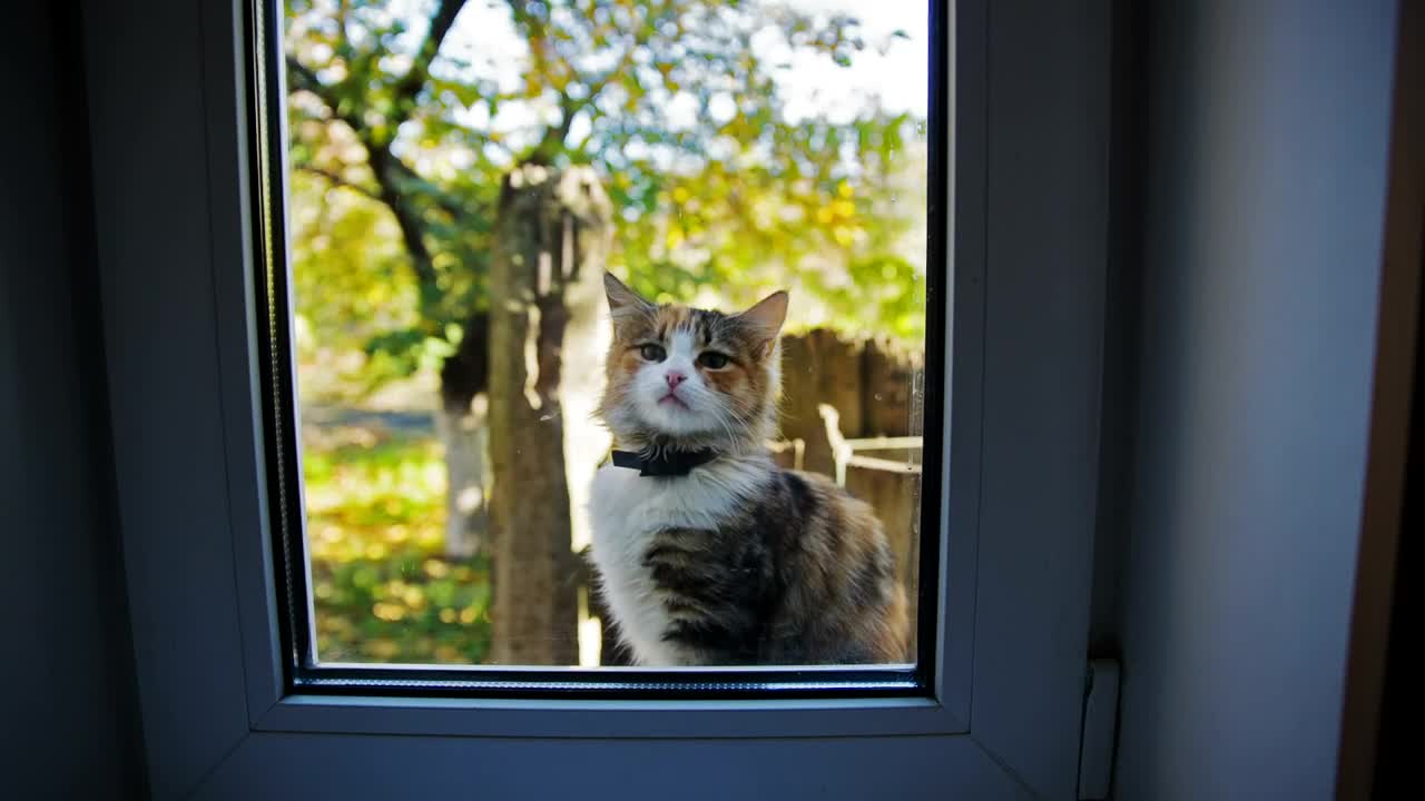 Download Stock Video Beautiful Cat Meowing Outside The Window Live Wallpaper For PC