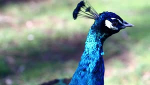 Stock Video Beautiful Blue Peacock In Nature Live Wallpaper For PC