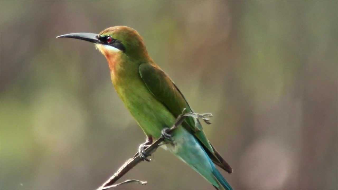 Download Stock Video Beautiful Bird Perched On A Small Branch Live Wallpaper For PC