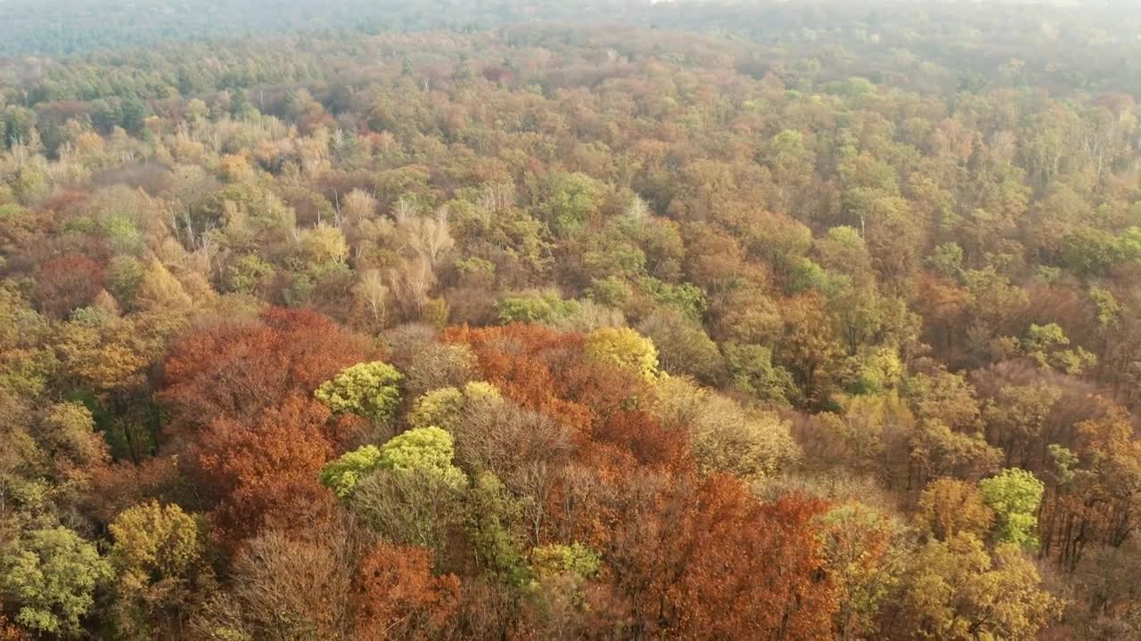 Download Stock Video Beautiful Autumn Forest Live Wallpaper For PC