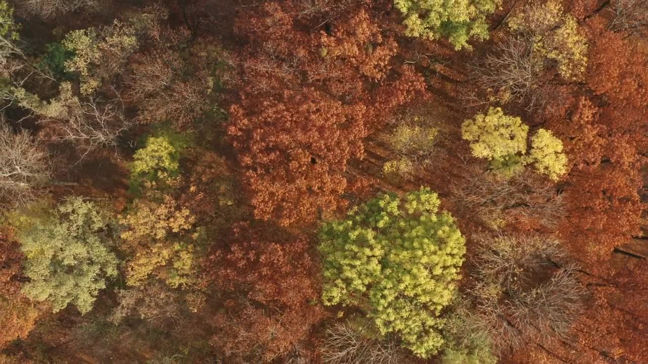 Download Stock Video Beautiful Autumn Forest From Above Live Wallpaper For PC