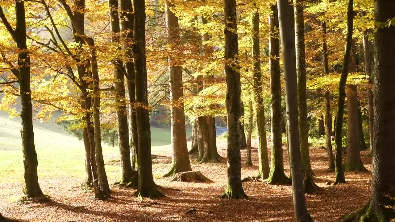 Download Stock Video Beautiful Autumn Forest At A Sunny Day Live Wallpaper For PC