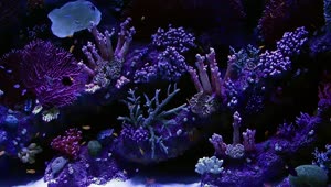Stock Video Beautiful Aquarium In Purple Tones With Small Fish Live Wallpaper For PC