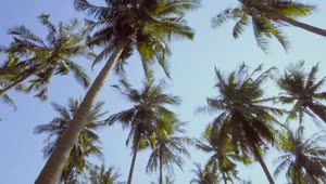 Stock Video Beach Palm Trees And The Sky On A Sunny Day Live Wallpaper For PC