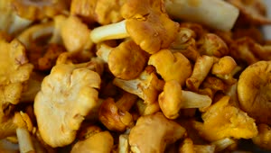 Video Stock Closeup Of Wild Mushrooms Piled Up Live Wallpaper For PC