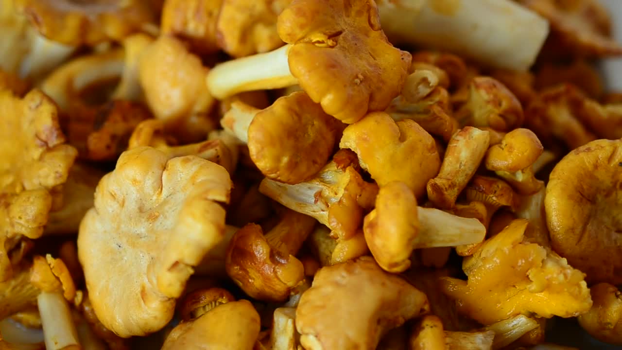Download Video Stock Closeup Of Wild Mushrooms Piled Up Live Wallpaper For PC