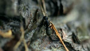 Video Stock Closeup Of Black Ant Live Wallpaper For PC