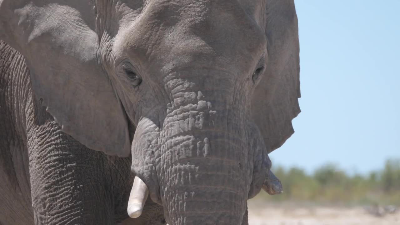 Download Video Stock Closeup Of An Elephant Under The Sun Live Wallpaper For PC