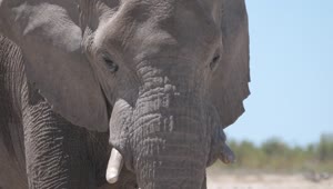 Video Stock Closeup Of An Elephant Under The Sun Live Wallpaper For PC