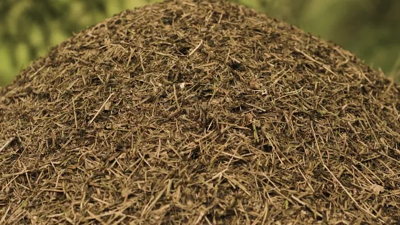 Download Video Stock Closeup Of An Anthill Live Wallpaper For PC
