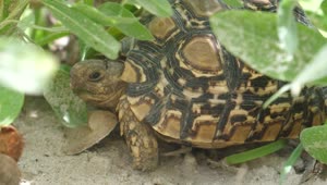 Video Stock Closeup Of A Turtle In The Ground Live Wallpaper For PC